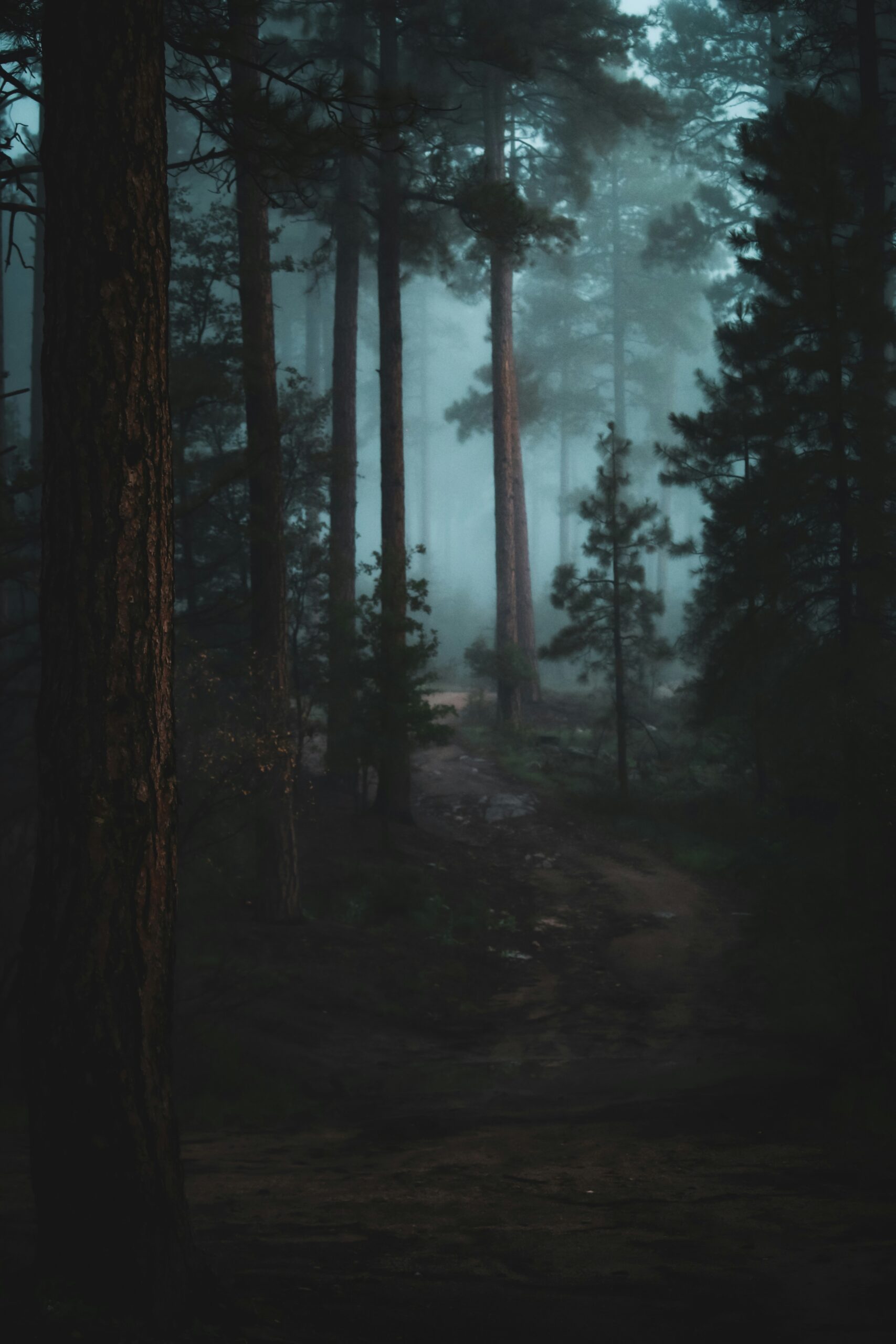 Dark forest background